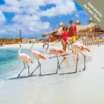 Flamingo - De Palm Island Walk In Aruba - Operated by De Palm Tours