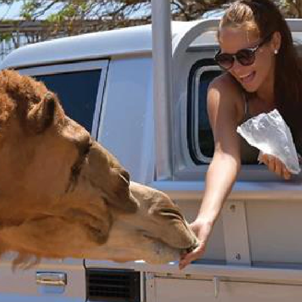 Aruba Outback Safari Tour
